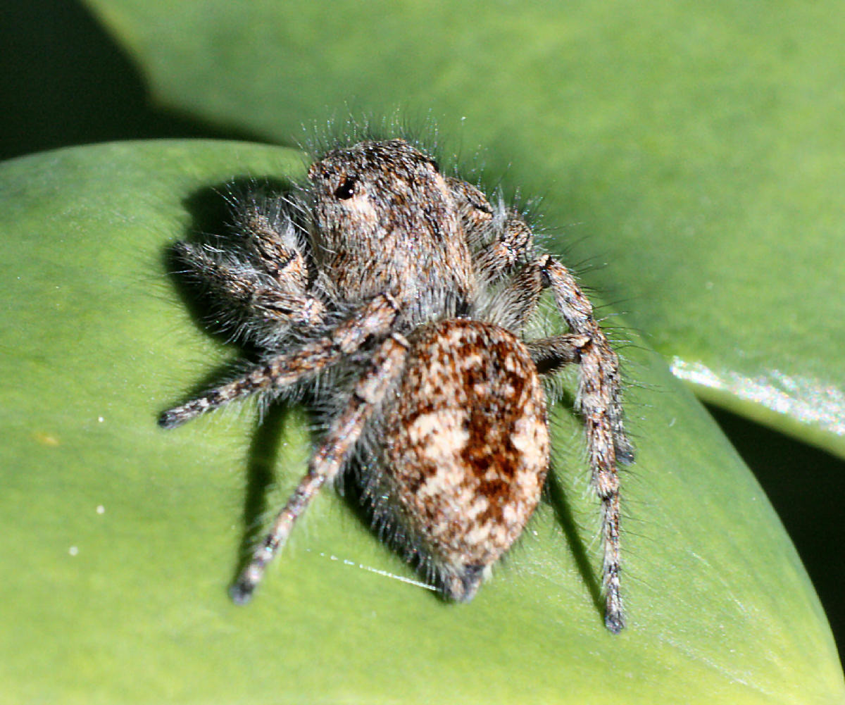 Philaeus chrysops - Lesmo (MB)